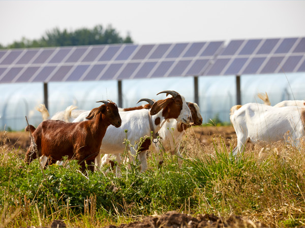 Chèvres dans un champs avec des panneaux photovoltaïque