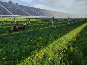 Lire la suite à propos de l’article De l’importance de la conduite d’une prairie…