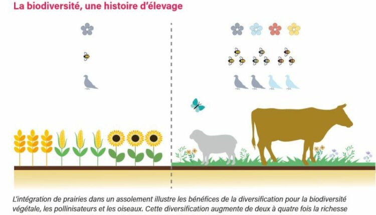 Qu’est-ce que la polyculture-élevage ?